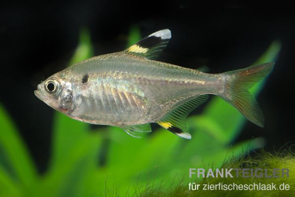 Sternflecksalmler - Pristella maxillaris